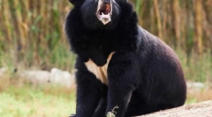 Himalayan (belogruda, ussuriysky) medvjed